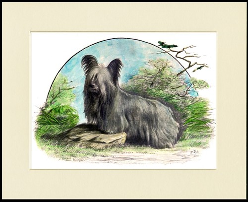 SKYE TERRIER DOGS LOVELY DOG PRINT IMAGE MOUNTED READY TO FRAME - 第 1/1 張圖片