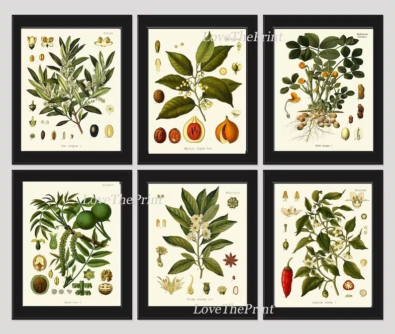 Herbs Spices Prints Wall Art Set of 6 Beautiful Botanical Kitchen Unframed