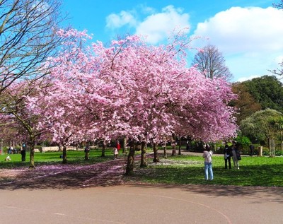 Japanese Cherry Blossom Tree Seeds - For 2026 Planting Sakura Pink