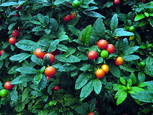 30 Jerusalem Cherry Solanum Pseudocapsicum Seeds Xmas Cherry Winter Cherry Ebay