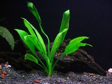 Amazon Sword   Echinodorus Bleheri   Easy Aquatic Plant