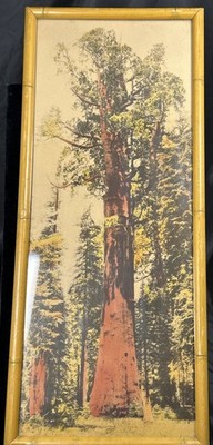 Antique General Sherman Tree Sequoia National Park Photo Giant Forest Studio 16 