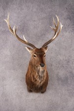 Sika Deer SKU 3295
