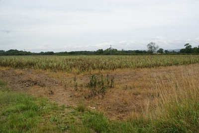Foto A2 Bohnenernte bei Sandhutton Die Ernte sieht überreif aus a c2013