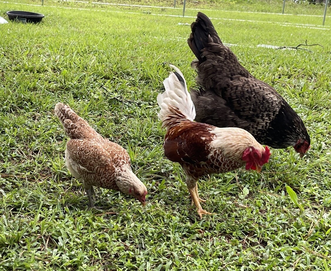 Cornish Bantam chicken hatching eggs (8) Eight Total INSTITUTO