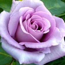 ROSE Blue Moon - Fragrant Hybrid Tea Bush - Perennial