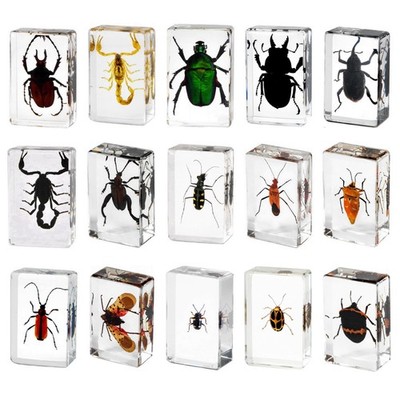 15pcs Preserved Insects, Taxidermy Bug Insect Specimens in Resin for Closer-L...