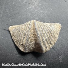 Winged brachiopod fossil (mucrospirifer thedfordensis) - middle devonian,