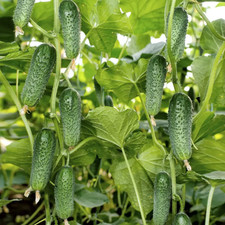 Gurkensamen Arktika F1 Gemüse Einlegegurken Samen Saatgut Семена Арктика F1 10S