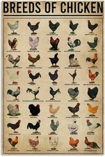 Breeds of Chickens 8x12 Metal Wall Sign Animal Poster