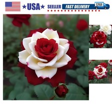 20pcs Rare Twin Red White Rose Flower Seeds for Planting - Captivating Garden...