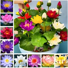 Big Pack Planting Water Features Bonsai Lotus Flower Seeds Indoor Outdoor 160
