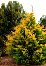 Live Gold Rider Leyland Cypress Tree – Fast Growing Evergreen for Landscaping