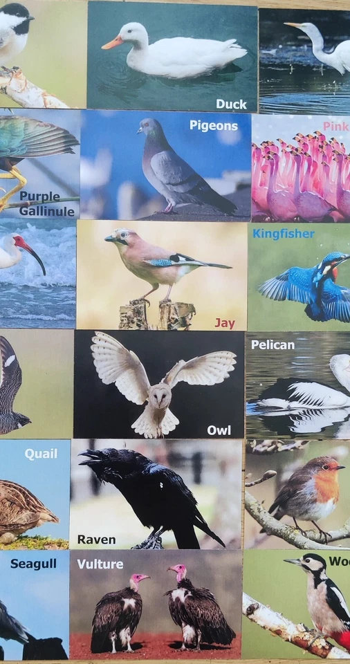 Memory Card Game Birds For Kids & Adults 30 sets / 60 Cards Matching Game - Image 2 of 4