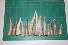 13 Fresh Upper Elk tips tines / sheds antlers deer dog chews treats 207