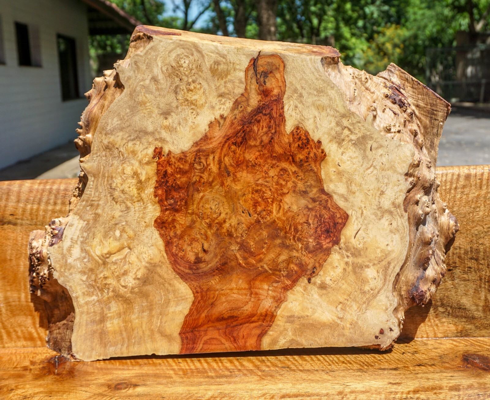 Gold Amboyna Burl Live Edge Slab for DIY Epoxy Resin Table Top-image