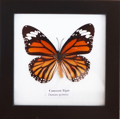 Real Common Tiger Butterfly Taxidermy in Wooden Frame Butterfly Frame Wall Decor
