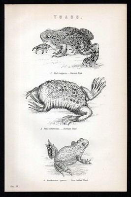 KRÖTEN 1887 Bufo vulgaris - Pipa americana - Bombinator igneus LITHOGRAPHIE