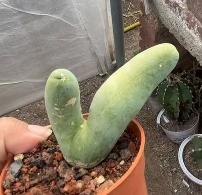Unique Penis cactus Tri bridgesii  Random Multi heads Garden Boutique Sale - Photo 1/4