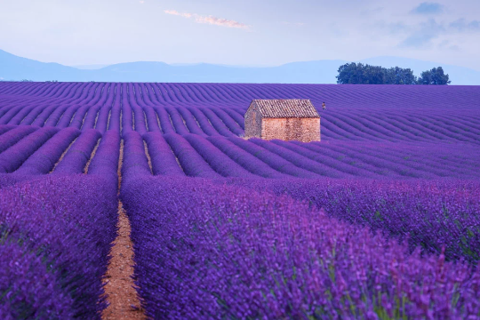 500 Lavender Seeds for Planting English Lavender Flower Herbs | eBay
