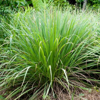 100 Lemon Grass Seeds/Cymbopogon Flexuosus/Barbed wire  grass-Beneficial-P056 | eBay