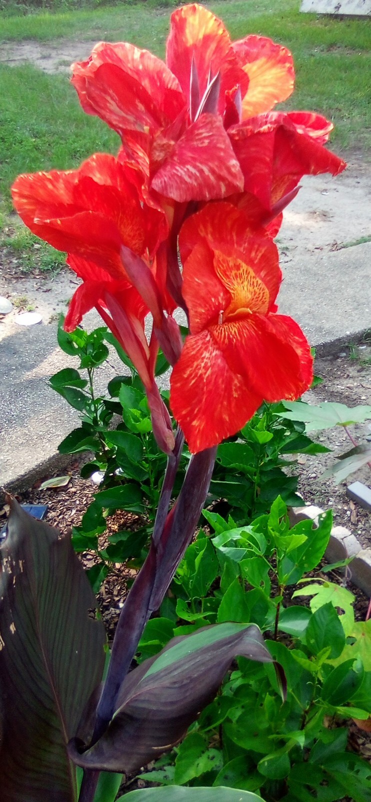 CANNA LILY PLANT "Cleopatra/Kaleidoscope" 1 Large Rhizome Rare Variegated Leaves Falak Tayyeb
