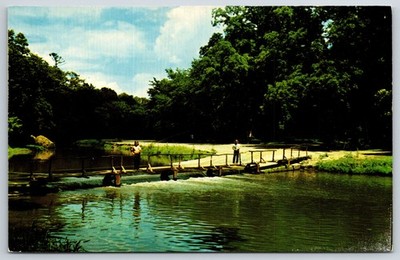 Pine Creek IL~White Pines Forest State Park~Young Boys Fish Off Bridge~1960s PC