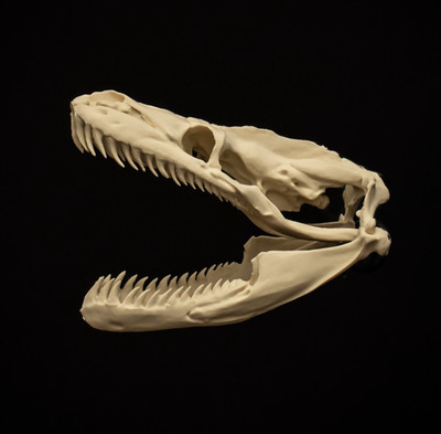 Python Schlange Schädel Replik lebensgroß Reptil Schädel Modell Original Skulptur hergestellt in UK