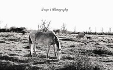 Digital image black and white picture art horse eating in field photo by Paige