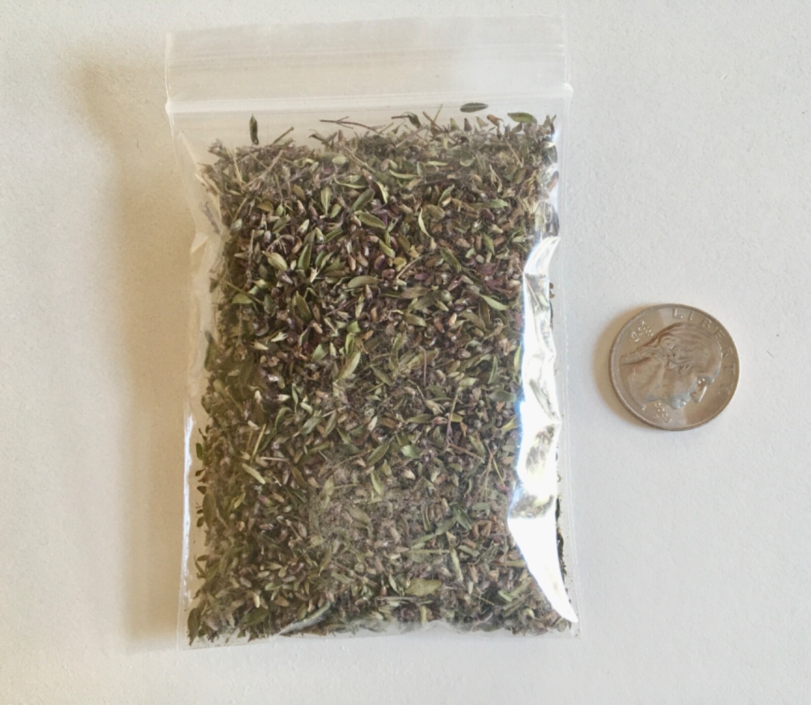 5,000 CREEPING ELFIN THYME SEEDS FOR GRASS REPLACEMENT, ROCK GARDENS