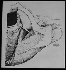 Magic Lantern Slide HUMAN BODY NO13 C1950 VINTAGE MEDICAL SCHOOL ILLUSTRATION