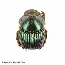 Phanaeus for collectors | Horned Rhinoceros Dung Beetles