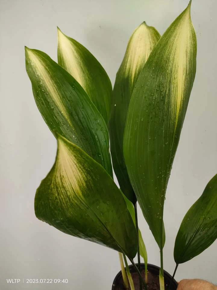 Aspidistra Elatior 'ASAHI' Cast iron plant Rare Aspidistra