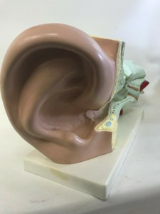 ear clay model