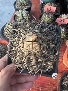 Copiapoa Griseoviolacea | eBay