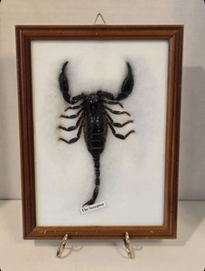 Preserved Framed Scorpion Decor
