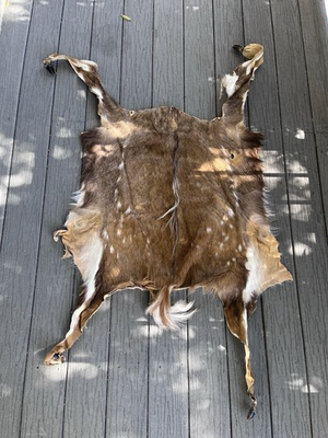 #ad #ad Tanned Spotted Deer Hide with Hooves 26x28 – Rustic Taxidermy Decor $75.00