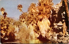 postcard - Palm Canyon - Odd-looking treas leading into Coachella Valley 