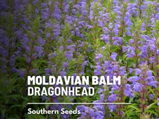 Moldavian Balm Seeds, Heirloom Medicinal Herb, Dragonhead, USA Grown