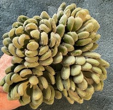 LOT OF 4 FAUX GREEN FLOCKED SUCCULENT FLOWERS  22