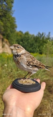 Calandra Lark Bird Taxidermia
