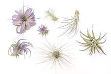 Purple Tillandsia Air Plants - Color Enhanced Easy Care Indoor/Outdoor Decor