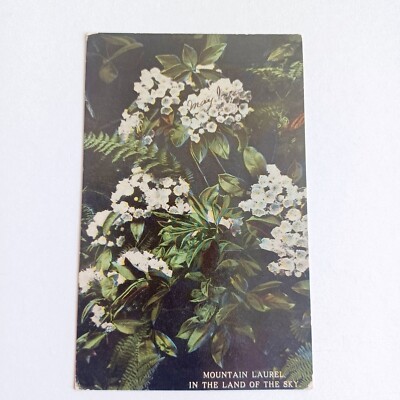 Postcard: Mountain Laurel In The Land Of The Sky - c1913 Junk Journal Crafts 