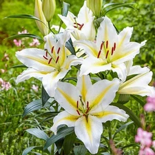 2 - BAFERRARI ORIENTAL LILY Flower Bulbs - VERY FRAGRANT PERENNIAL FLOWERS
