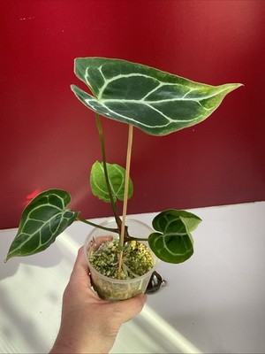 ficus birkenfeige Ficus Benjamina
