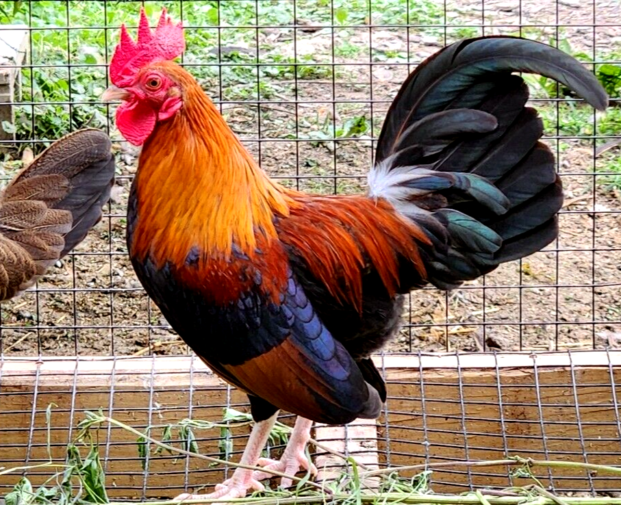 6-npip-ai-clean-bb-red-old-english-game-bantam-hatching-eggs-show