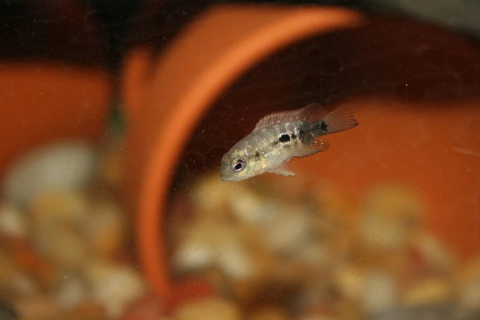 Freeze-Dried Floating Bloodworms, Tropicals, Marines, Discus, Carnivorous Plants - Image 4 of 4