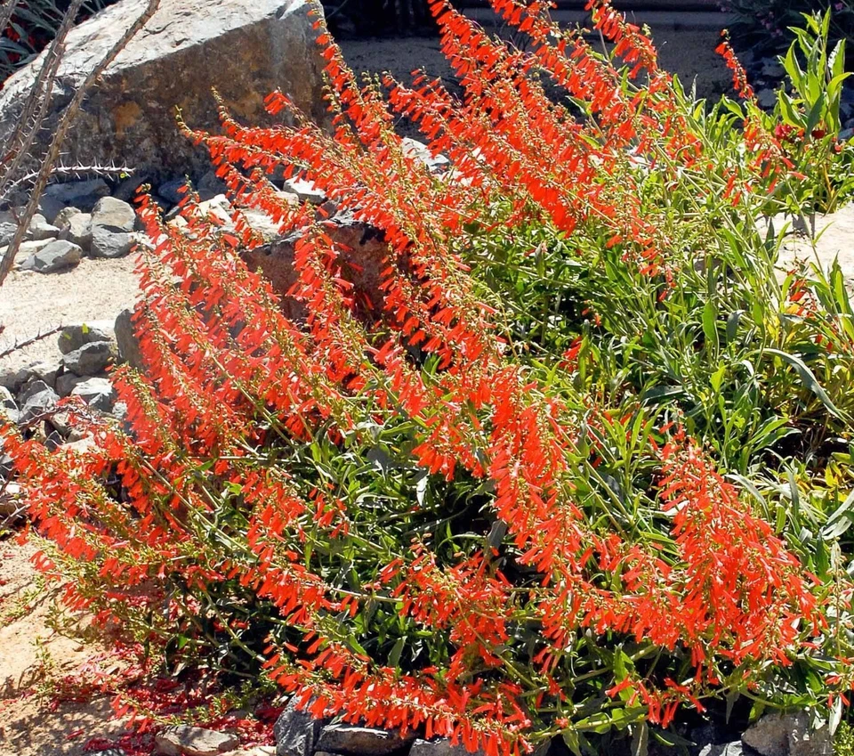 Semillas de petardo penstemon (Penstemon eatonii) -100 semillas- Foto 3 de 4