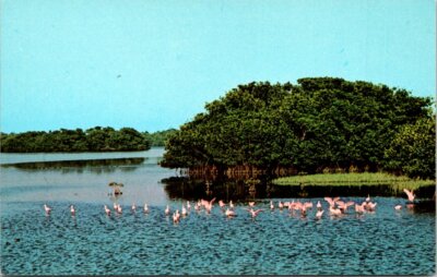 Roseate Spoonbill Birds at Darling Wildlife Sanctuary Florida Vintage Postcard