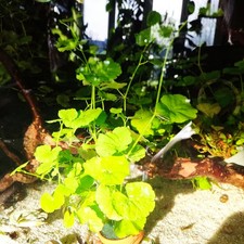 🌿Brasilianischer WASSERNABEL Wasserpflanzen Aquariumpflanze Schwimmpflanze 🌿